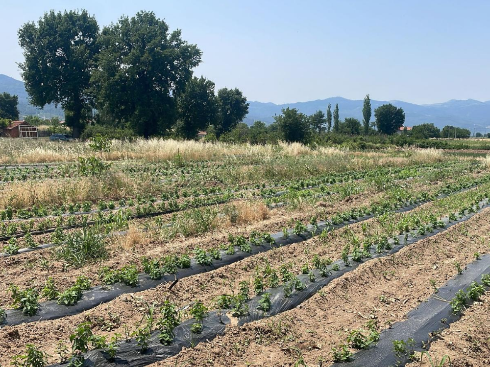 Jeotermal Üretim Mucizesi