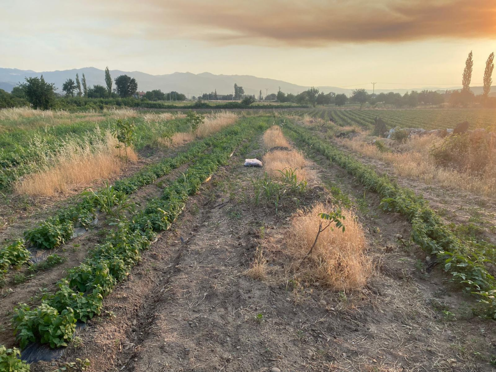 Oyun Zamanının En Doğal Hali