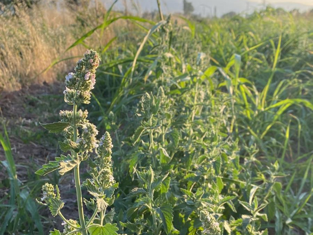 Sürdürülebilir Bir Gelecek