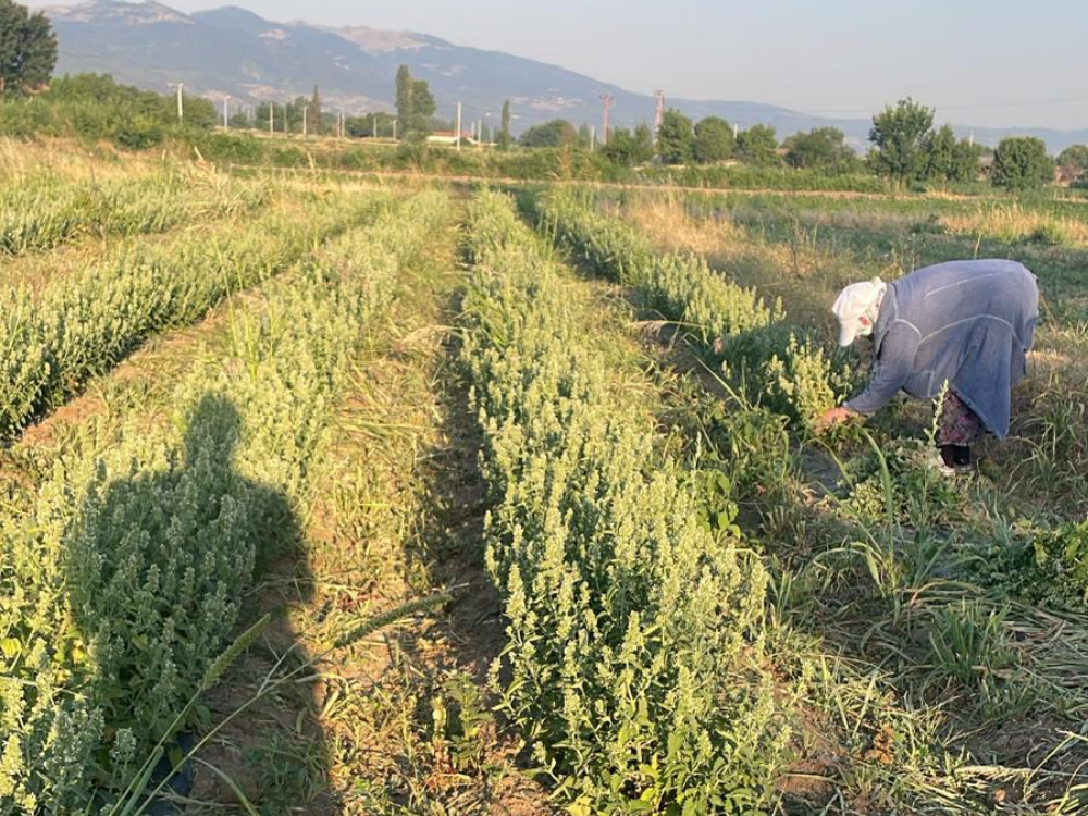 Güvenli ve Toksiksiz